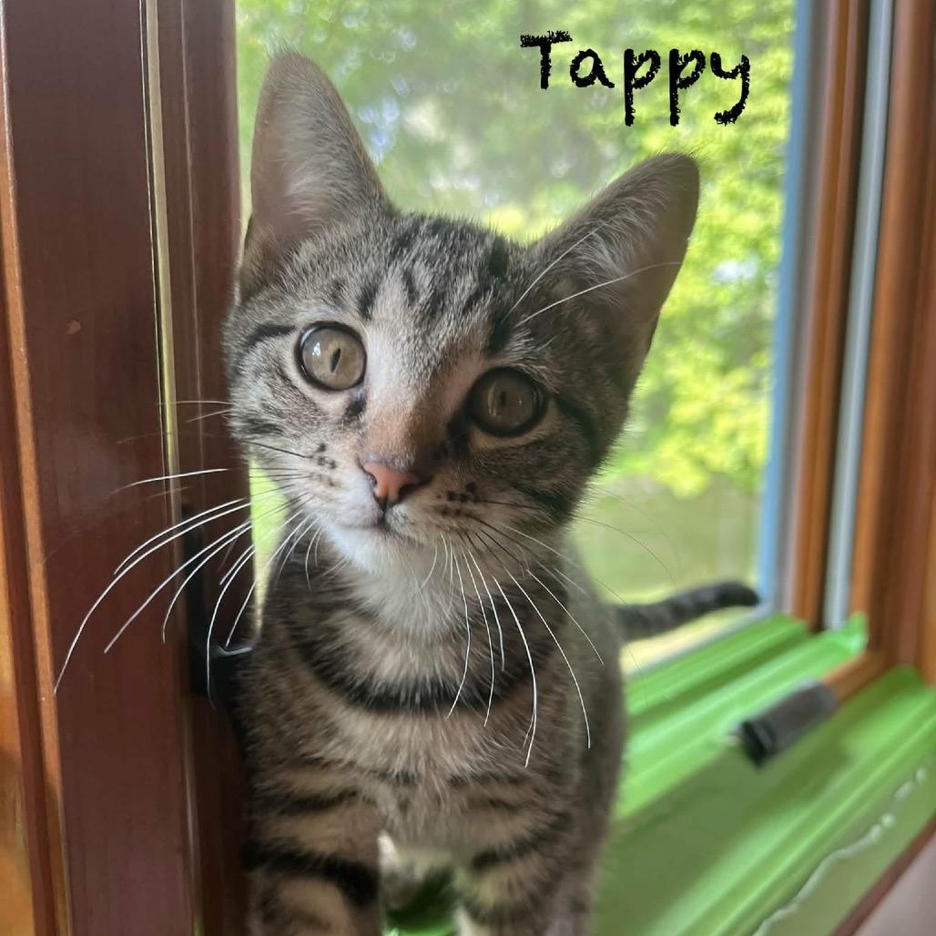 Enlarge Tappy, a Adoptable Domestic Short Hair in Hannibal, MO image 2/2