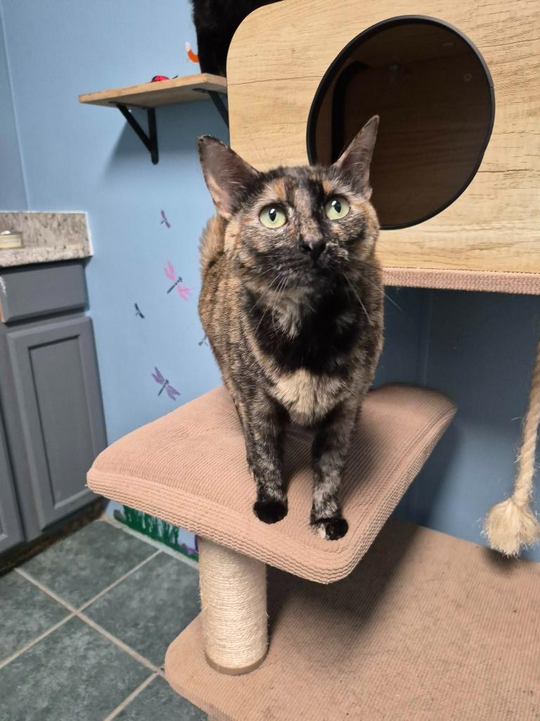 Enlarge Pinto Bean, a Adoptable Calico in Center, TX image 1/1