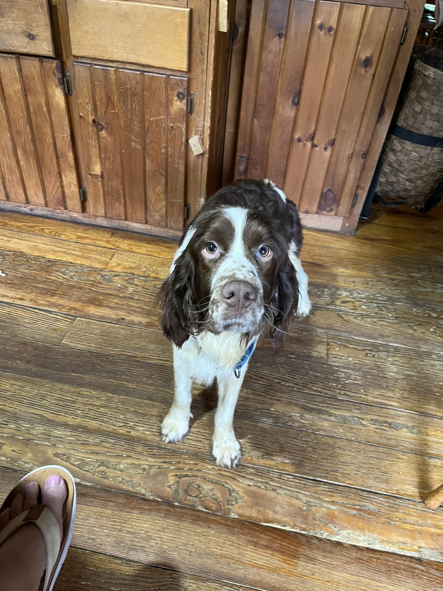Enlarge Jerry Springer, an adopted English Springer Spaniel in Greenwich, NY image 1/1