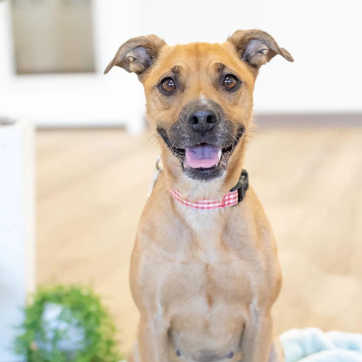 Minnie, a Adoptable mixed breed in Scottsdale, AZ image 2/3