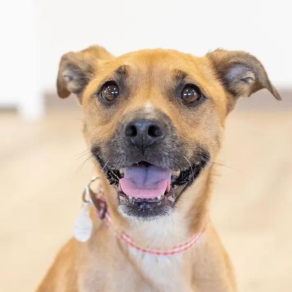 Minnie, a Adoptable mixed breed in Scottsdale, AZ image 1/3