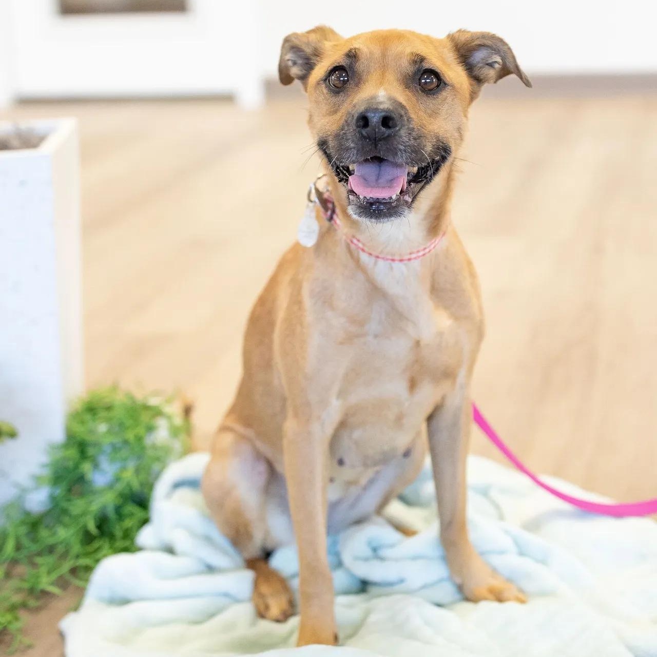 Minnie, a Adoptable mixed breed in Scottsdale, AZ image 3/3