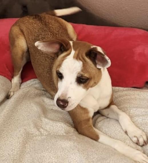 Enlarge Gala , a ADOPTABLE mixed breed in San Diego, CA image 5/5