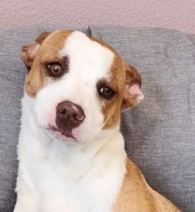 Gala , ADOPTABLE, Young Female Jack Russell Terrier.