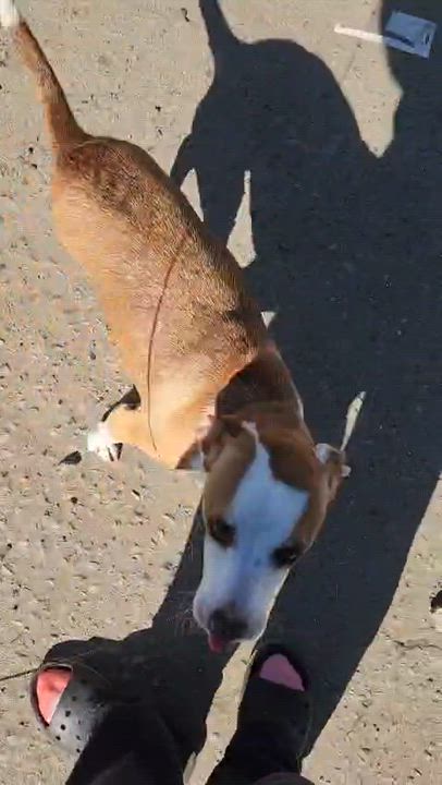 Enlarge Gala , a ADOPTABLE mixed breed in San Diego, CA video 3/5