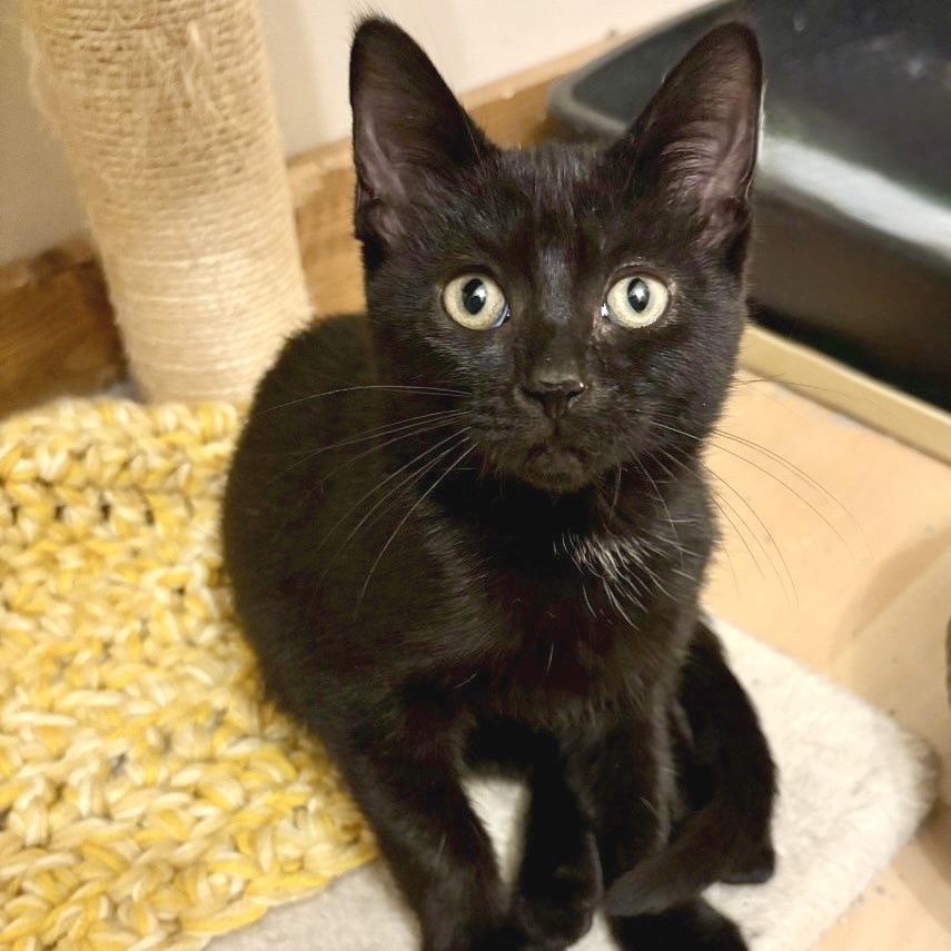 Enlarge Crow, a Adoptable Domestic Short Hair in Traverse City, MI image 1/4
