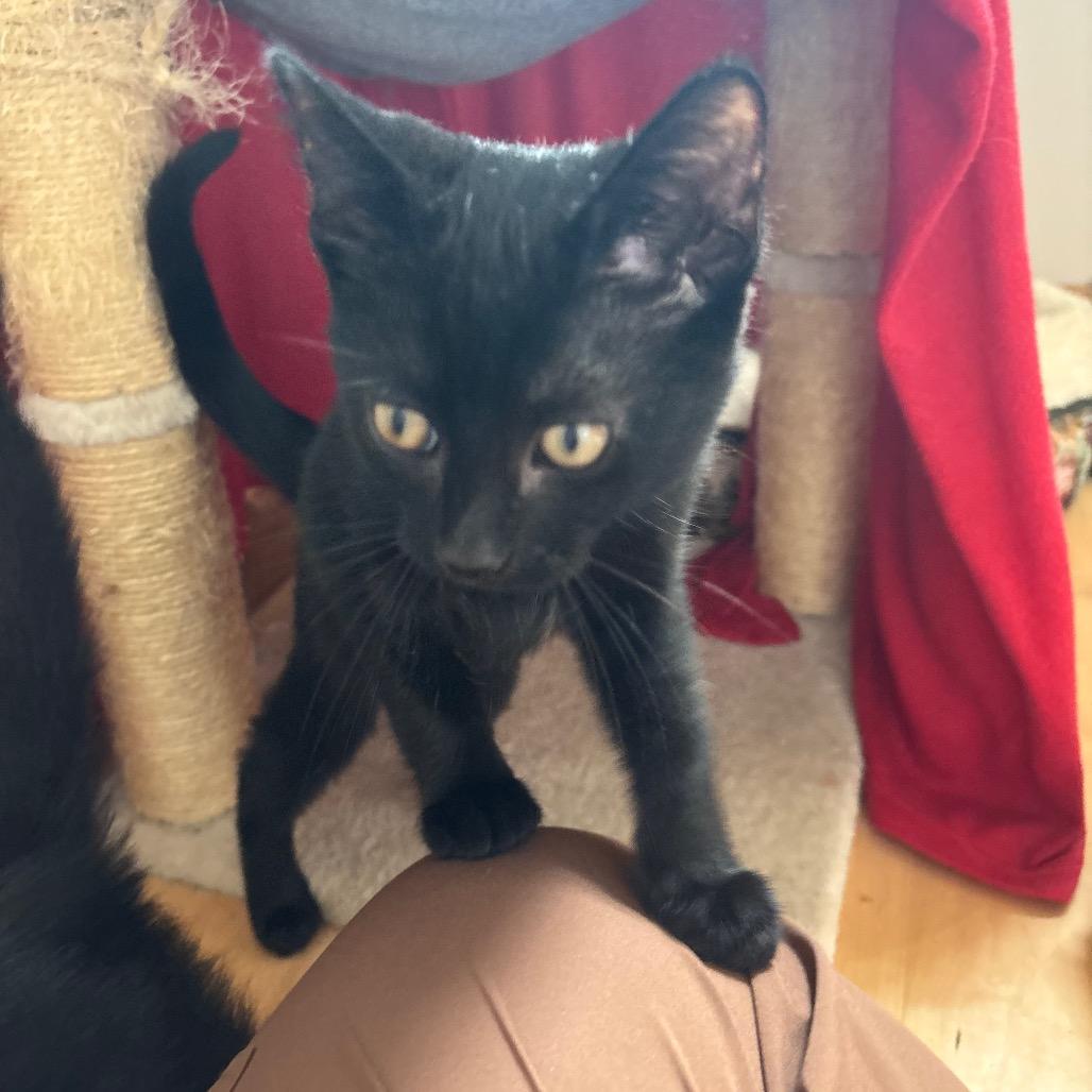 Enlarge Crow, a Adoptable Domestic Short Hair in Traverse City, MI image 2/4