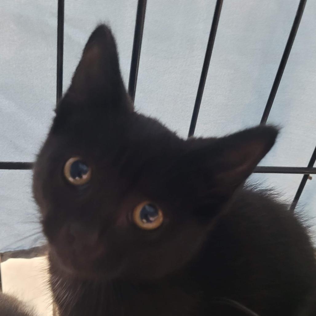 Enlarge Crow, a Adoptable Domestic Short Hair in Traverse City, MI image 3/4
