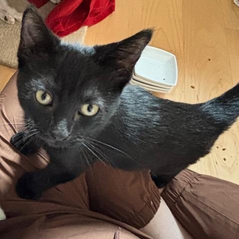 Enlarge Crow, a Adoptable Domestic Short Hair in Traverse City, MI image 4/4