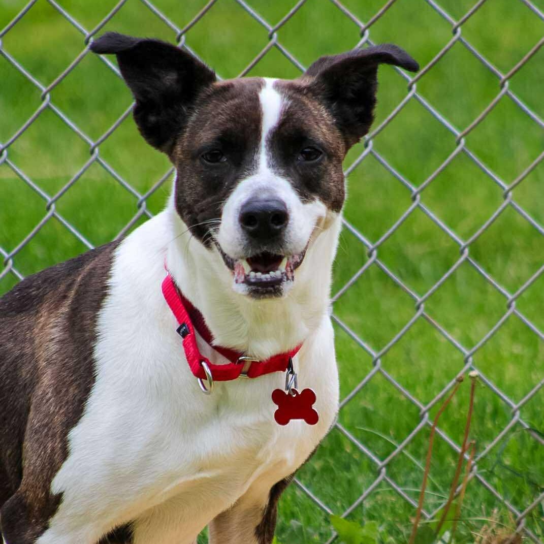 Zaria, Adult Female Terrier