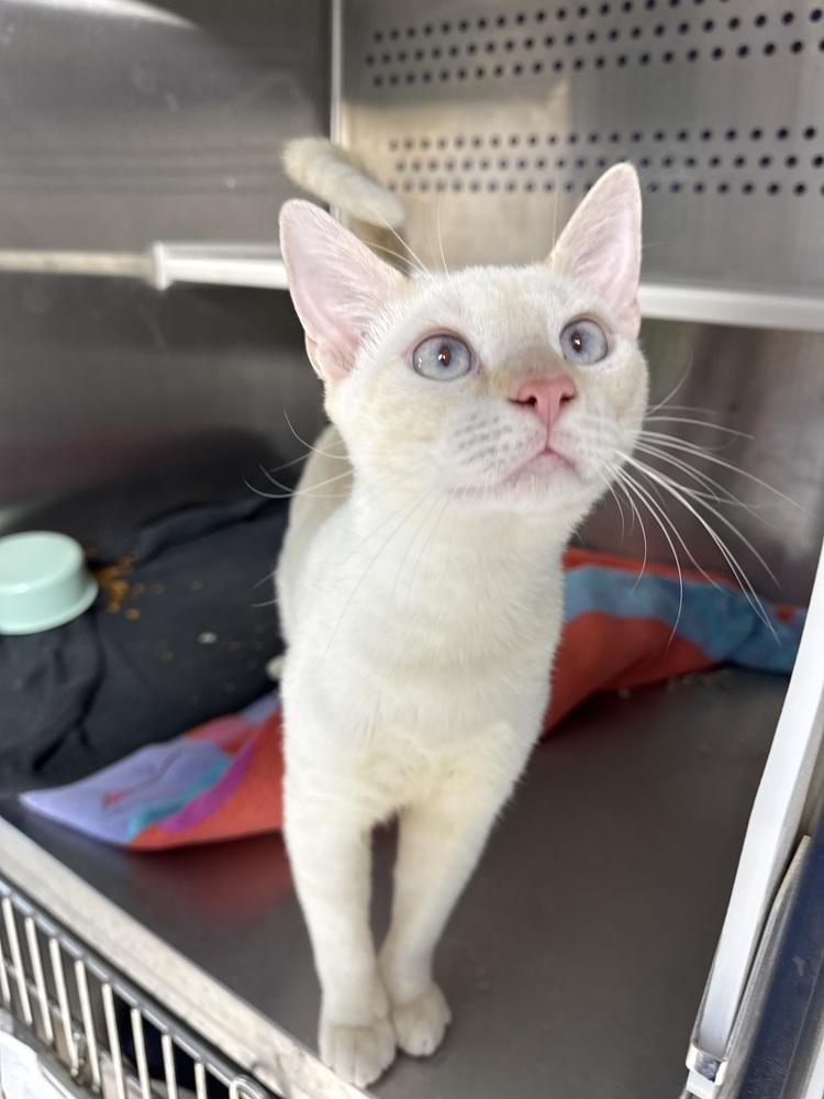 Itchy Mitchy, Adoptable, Kitten Male Domestic Short Hair & Siamese.