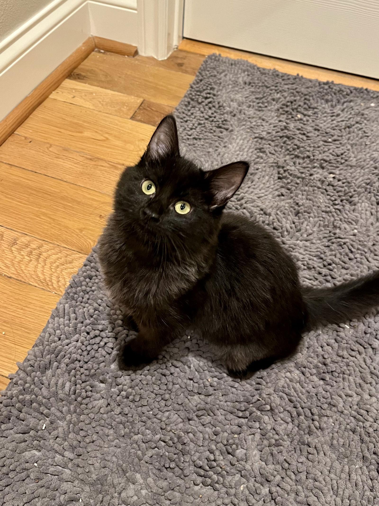 Enlarge Pip and Fig, a Adoptable mixed breed in Long Beach, CA image 1/3