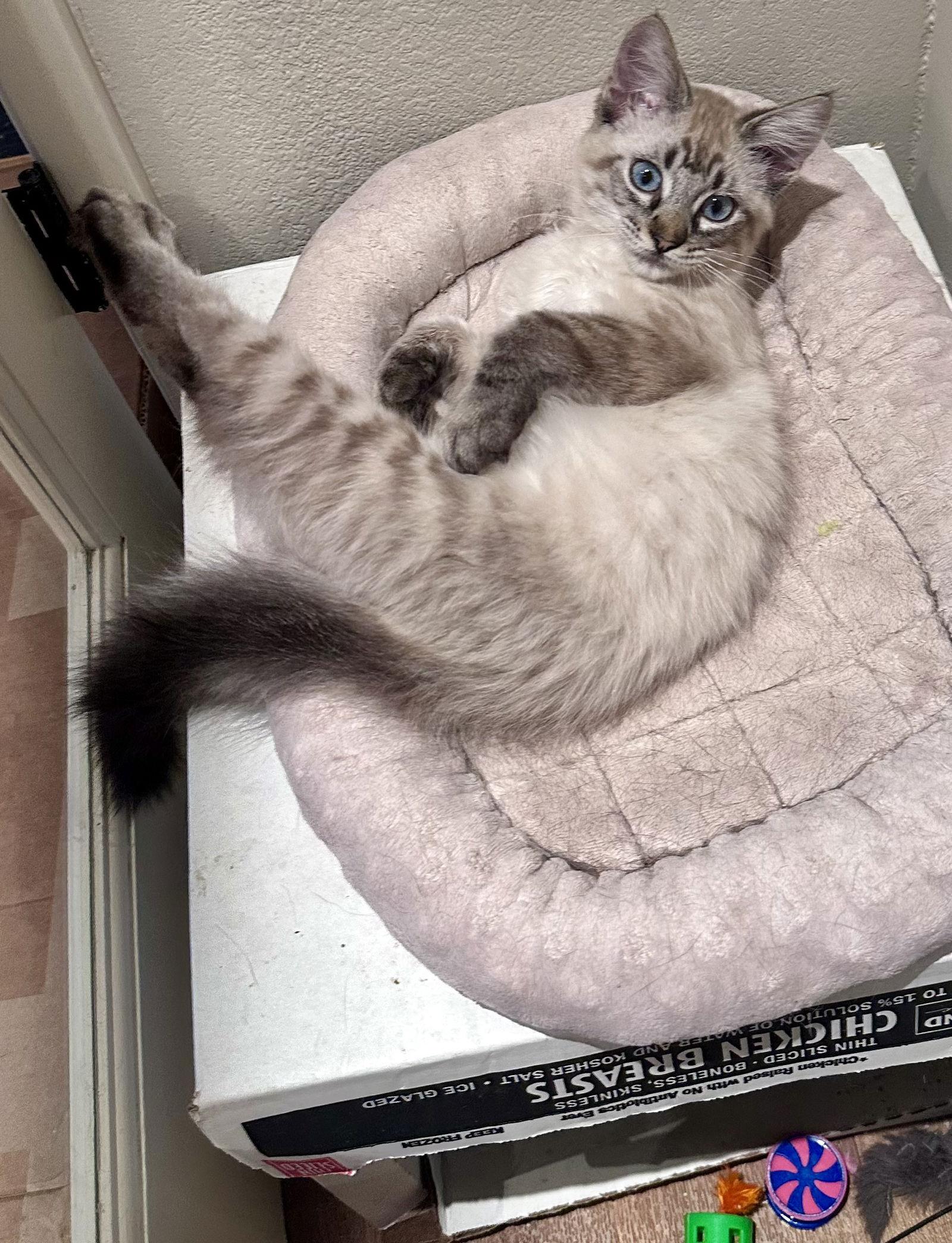 Enlarge Pip and Fig, a Adoptable mixed breed in Long Beach, CA image 2/3