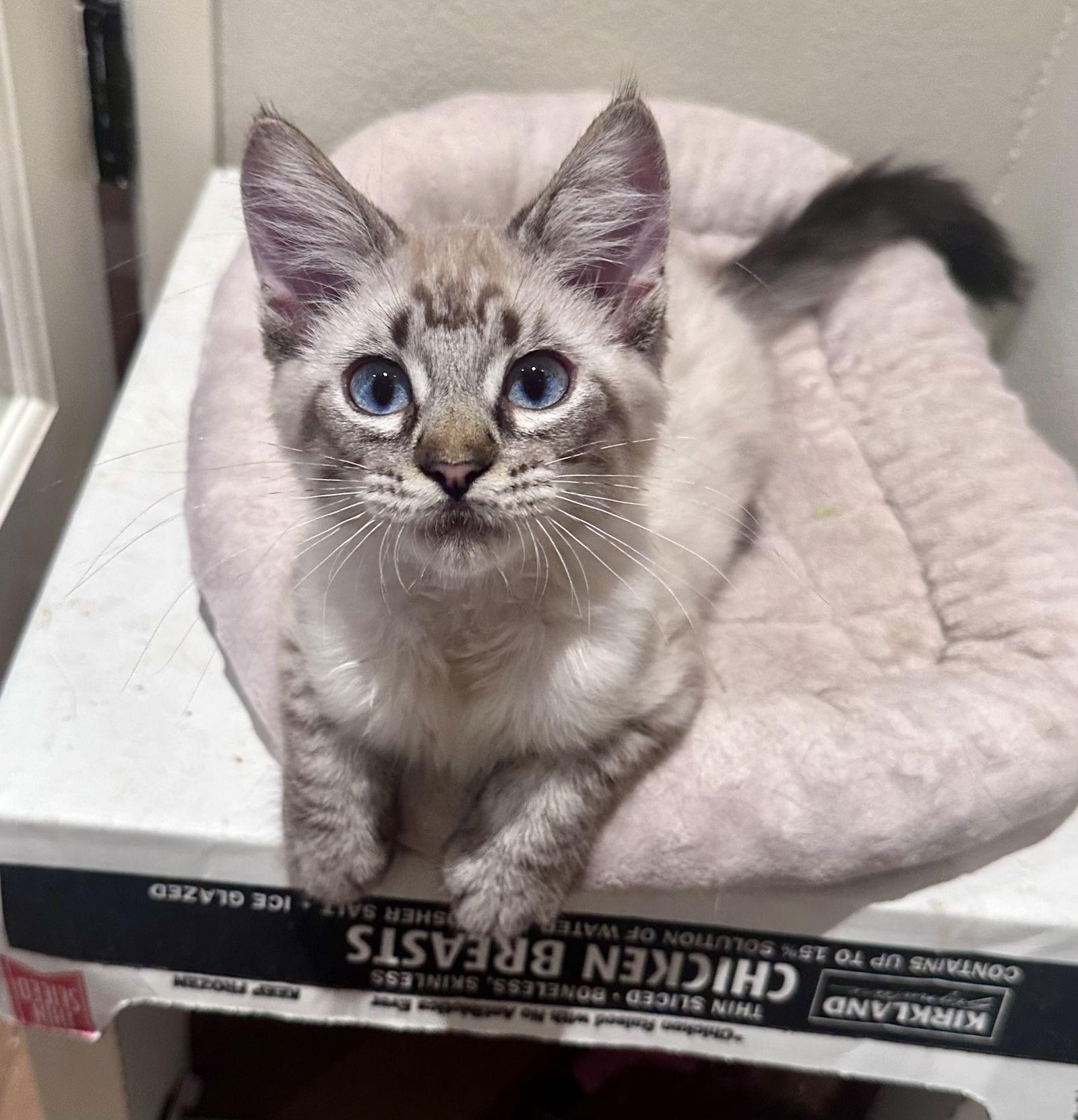 Enlarge Pip and Fig, a Adoptable mixed breed in Long Beach, CA image 3/3