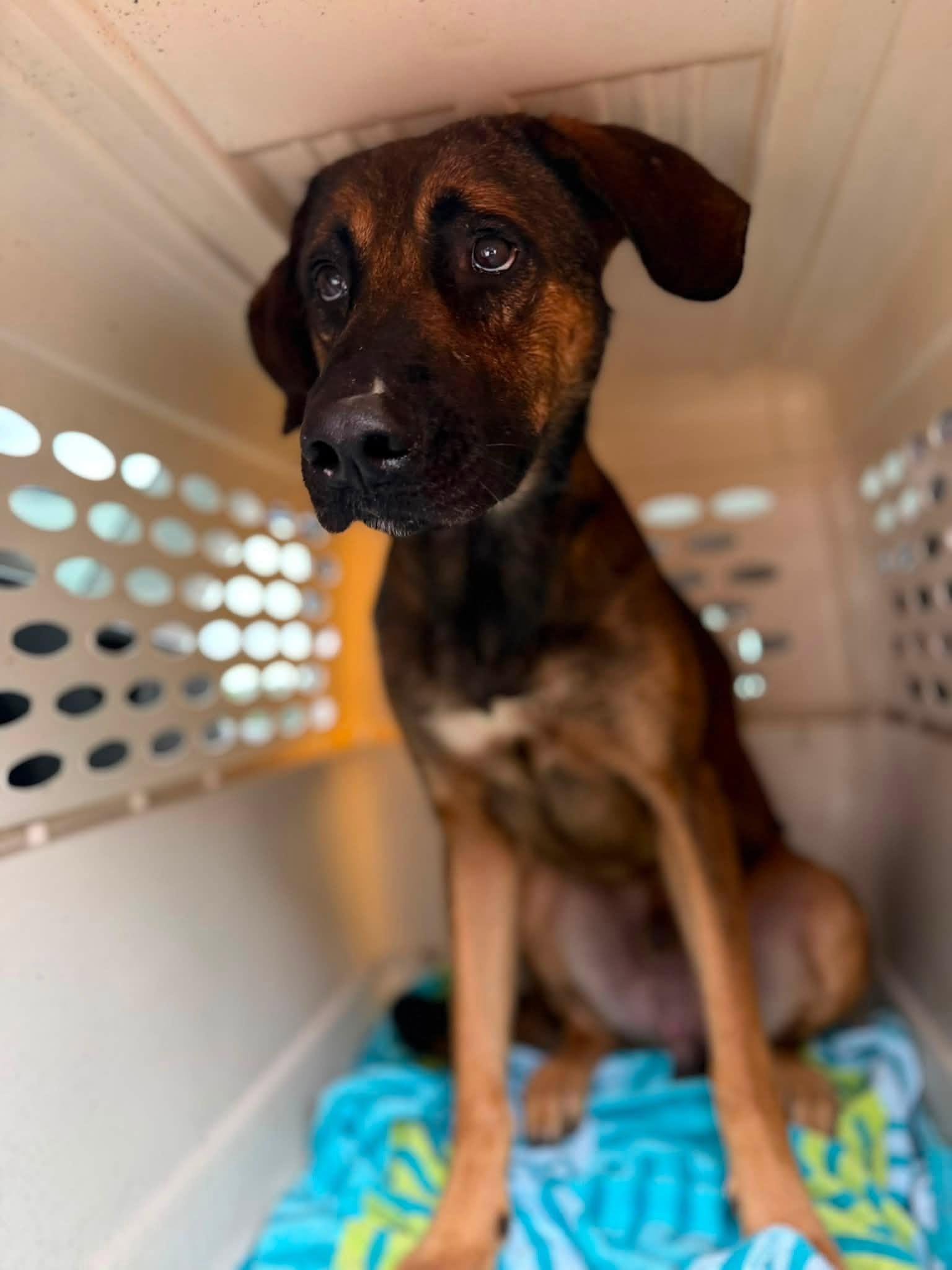 Loki, Adoptable, Adult Male Shepherd.