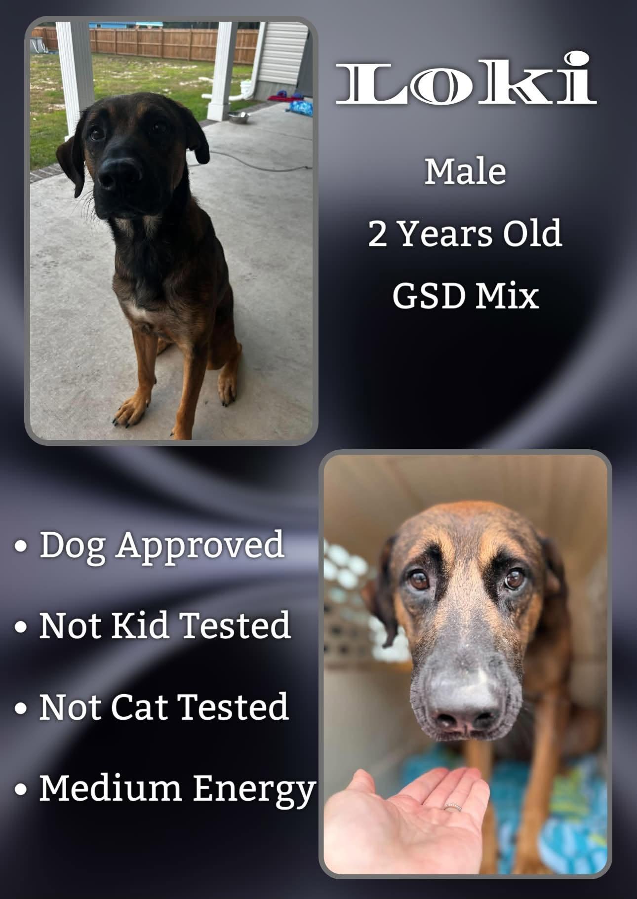 Enlarge Loki, a Adoptable Shepherd in Jacksonville, NC image 2/2
