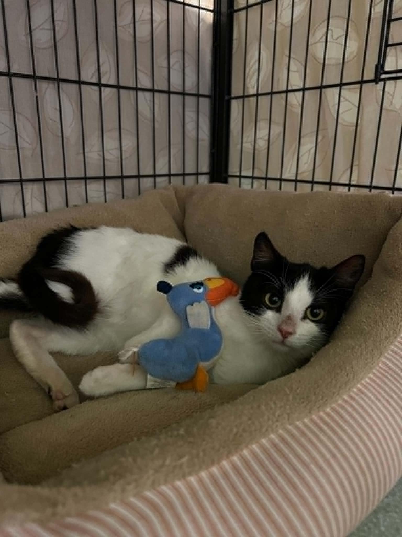 Enlarge Possum, an adopted Domestic Short Hair in BURNABY, BC image 1/1