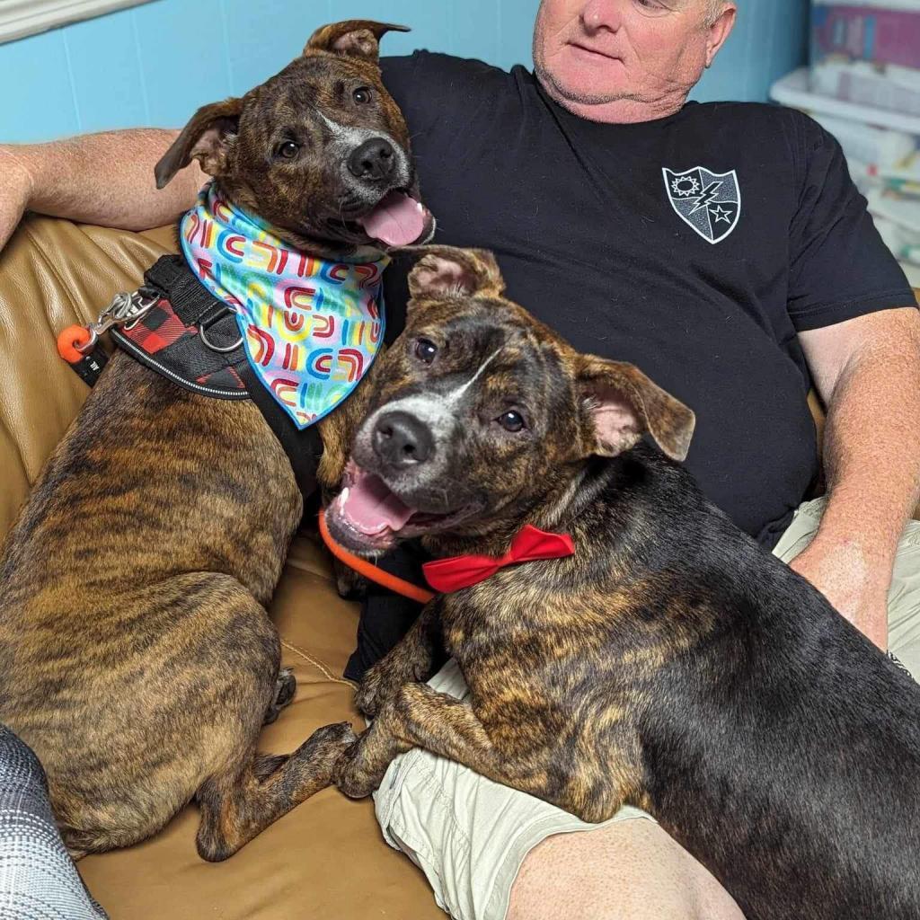 BK, Adoptable, Adult Male American Staffordshire Terrier.