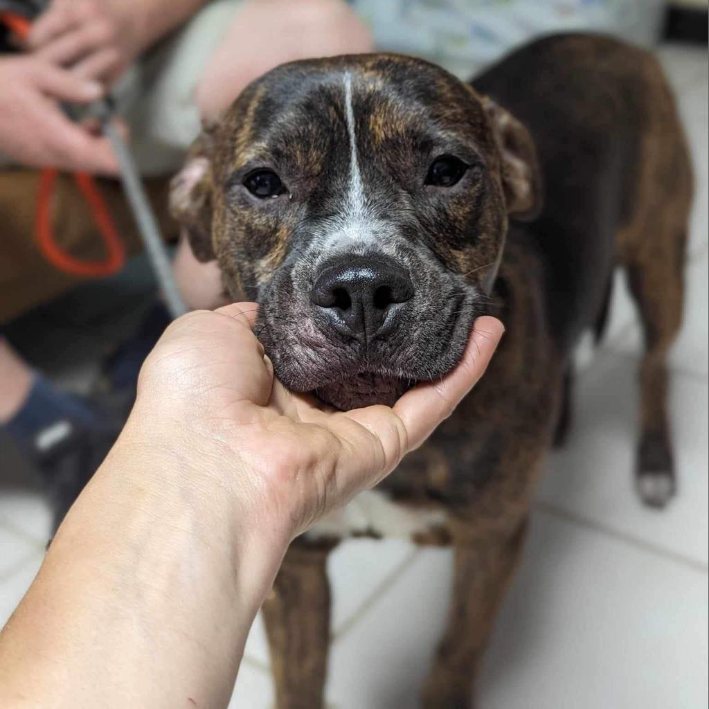 Enlarge BK, a Adoptable mixed breed in Savannah, GA image 3/6