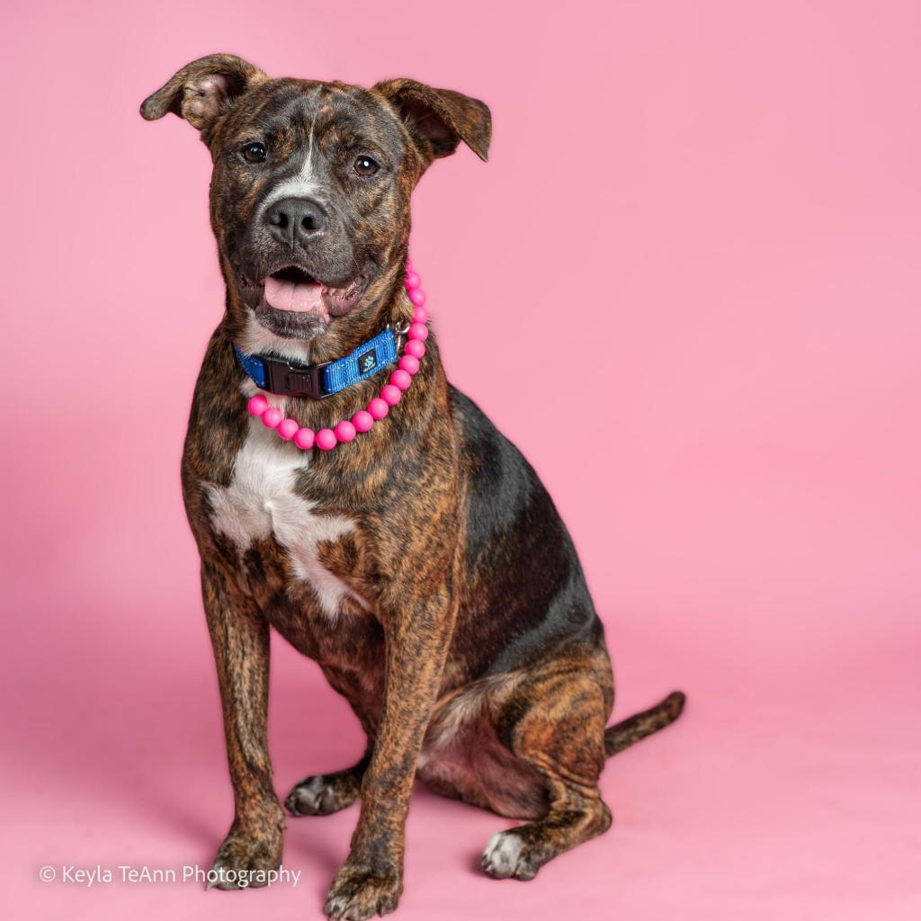 Enlarge BK, a Adoptable mixed breed in Savannah, GA image 4/6