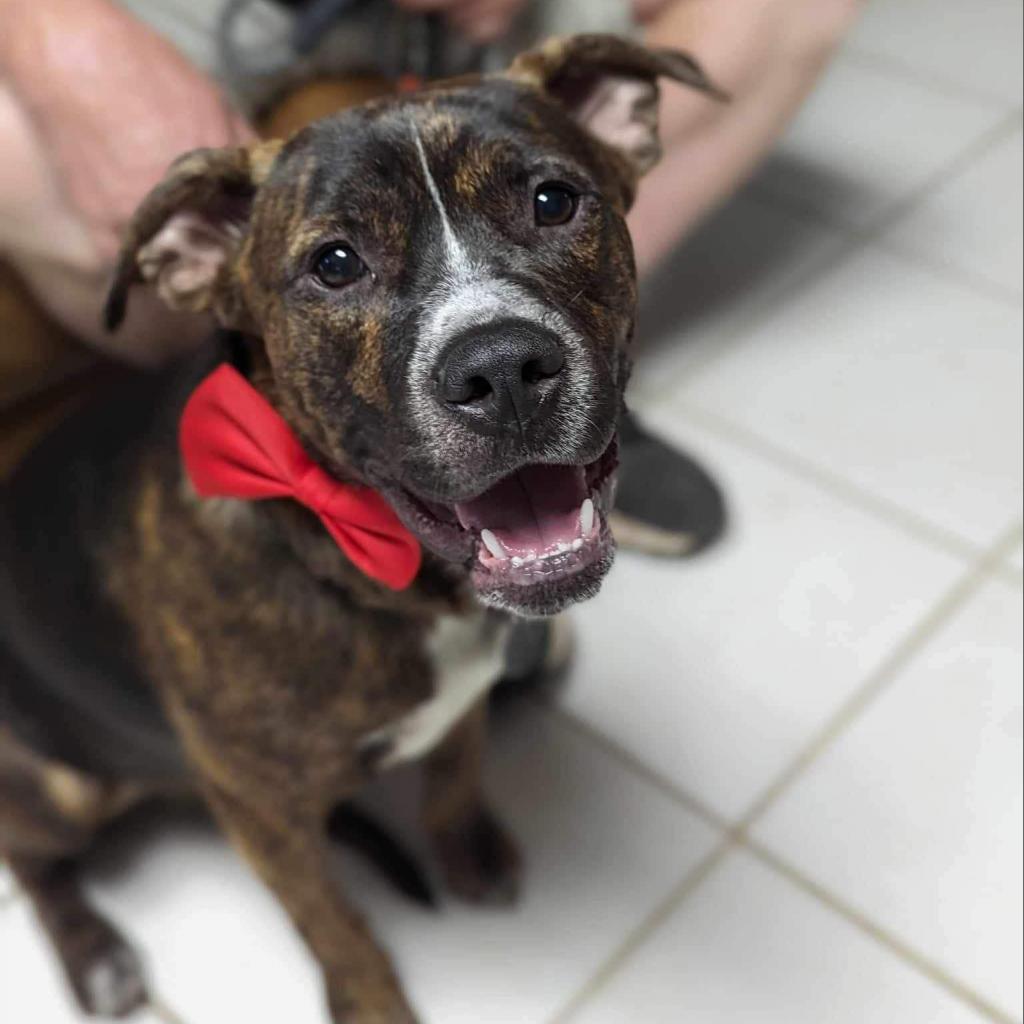 Enlarge BK, a Adoptable mixed breed in Savannah, GA image 6/6
