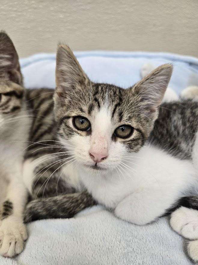 Brad, Adoptable, Kitten Male Tabby.