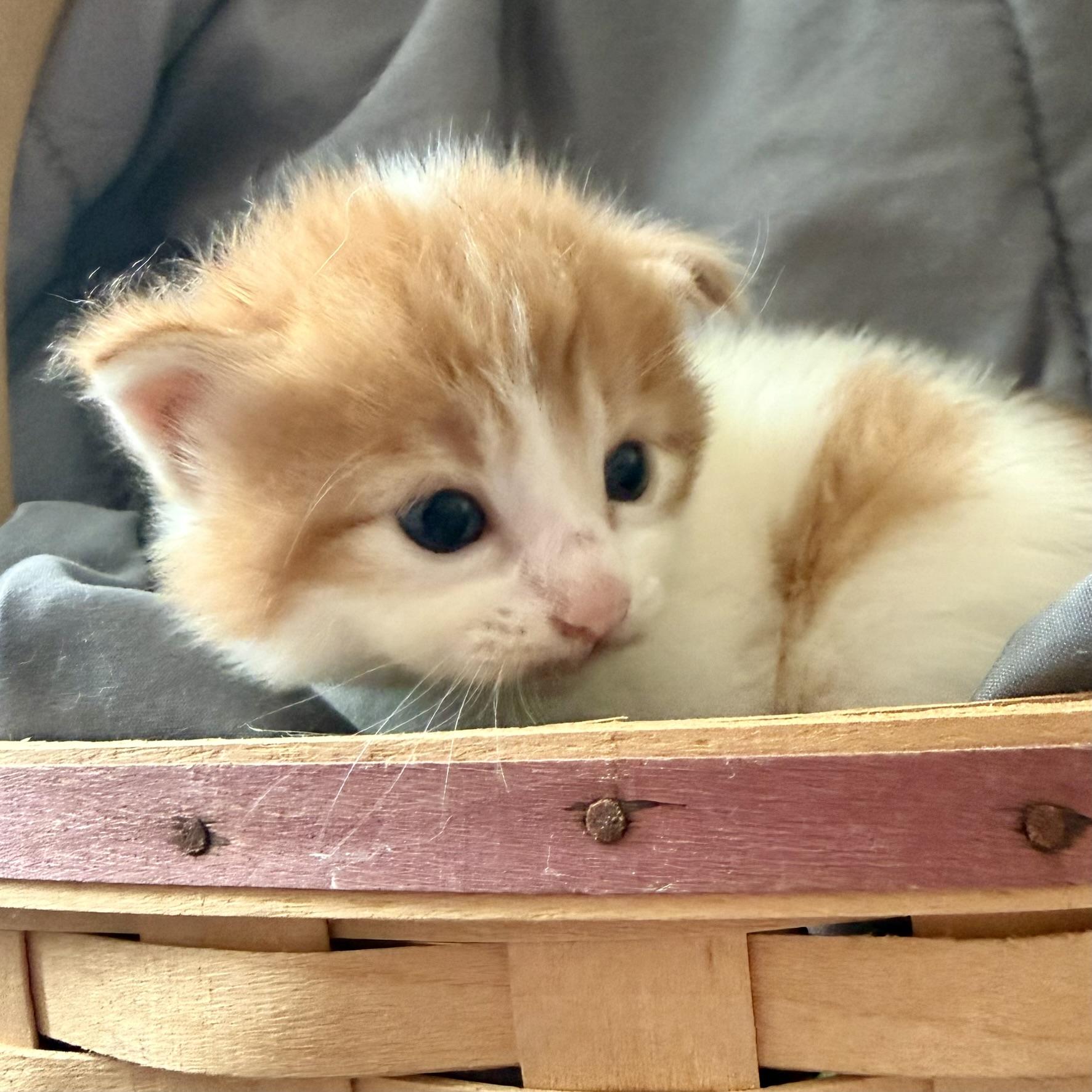 Thor, adopted, Kitten Male Domestic Short Hair.