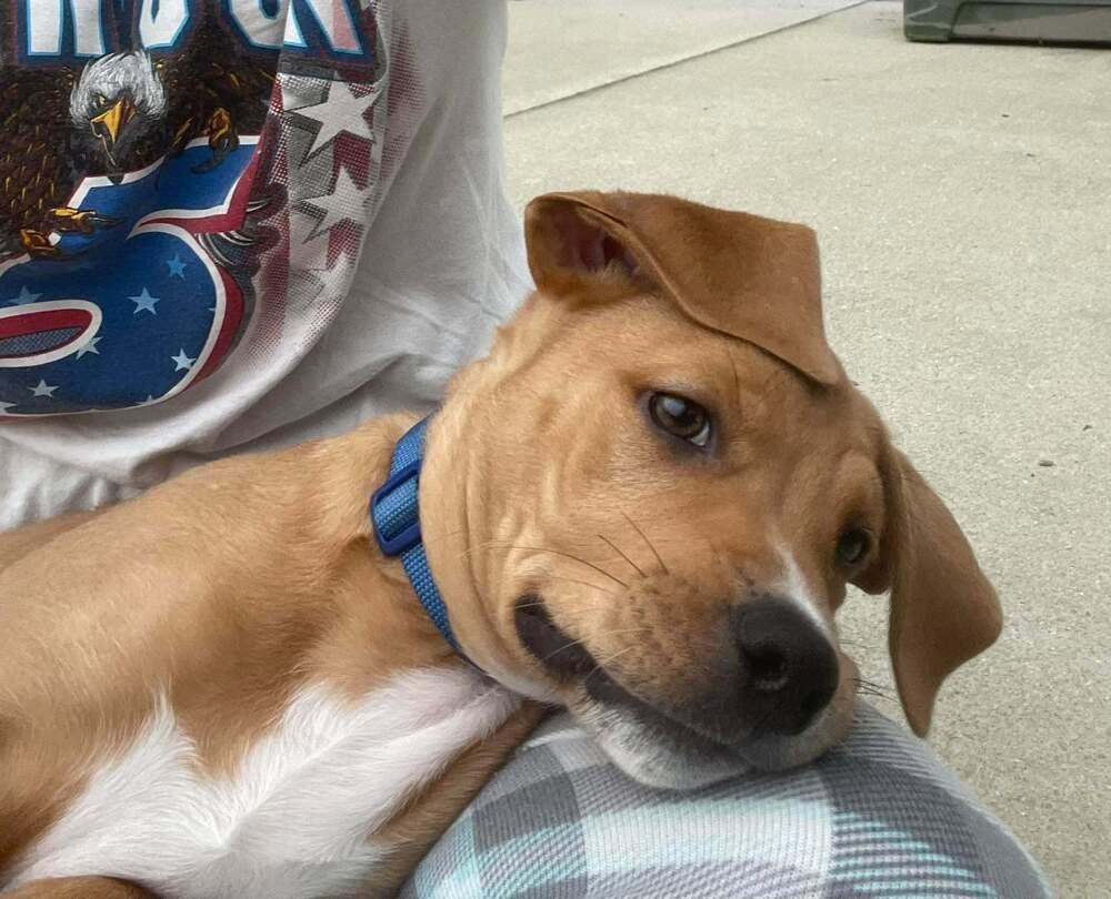 Enlarge Ace, a Adoptable mixed breed in Sumter, SC image 1/5