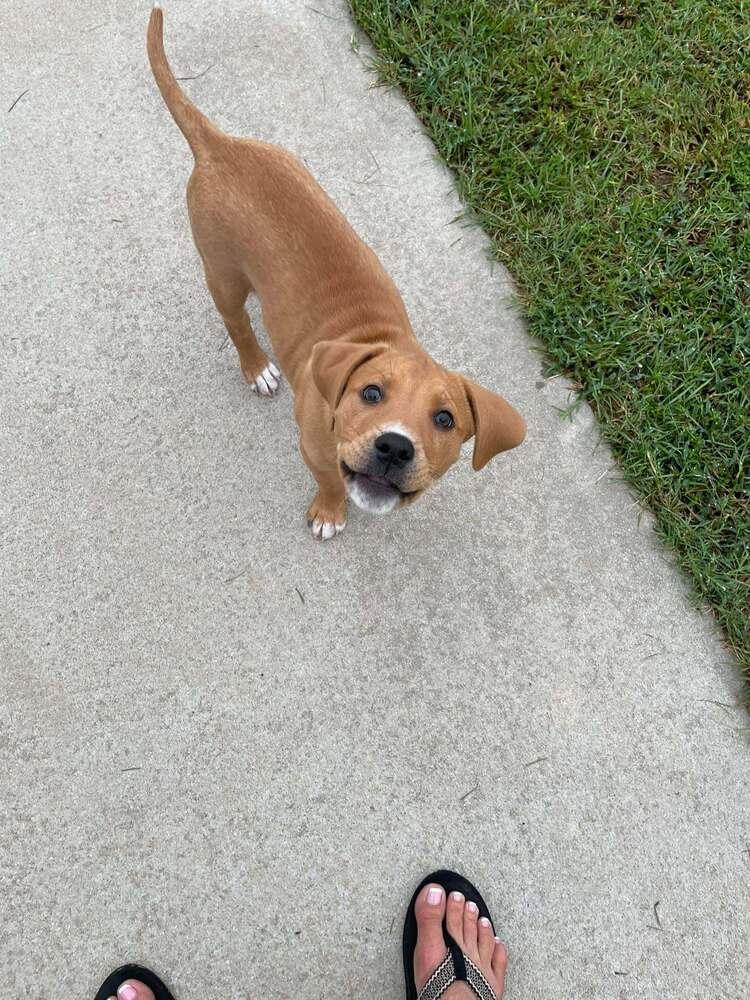 Enlarge Ace, a Adoptable mixed breed in Sumter, SC image 2/5