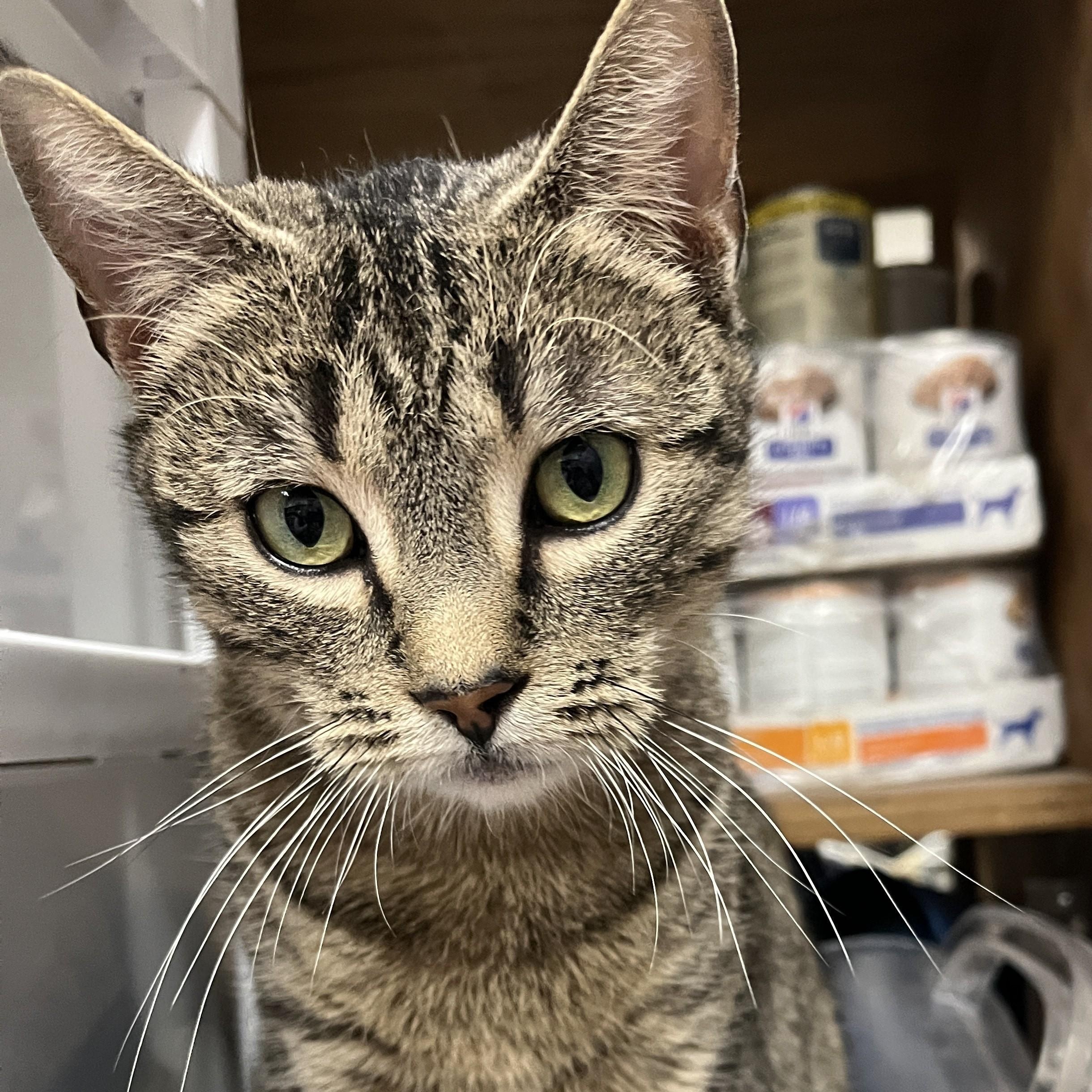 Lila, a Adoptable Domestic Short Hair in Shingletown, CA image 1/6