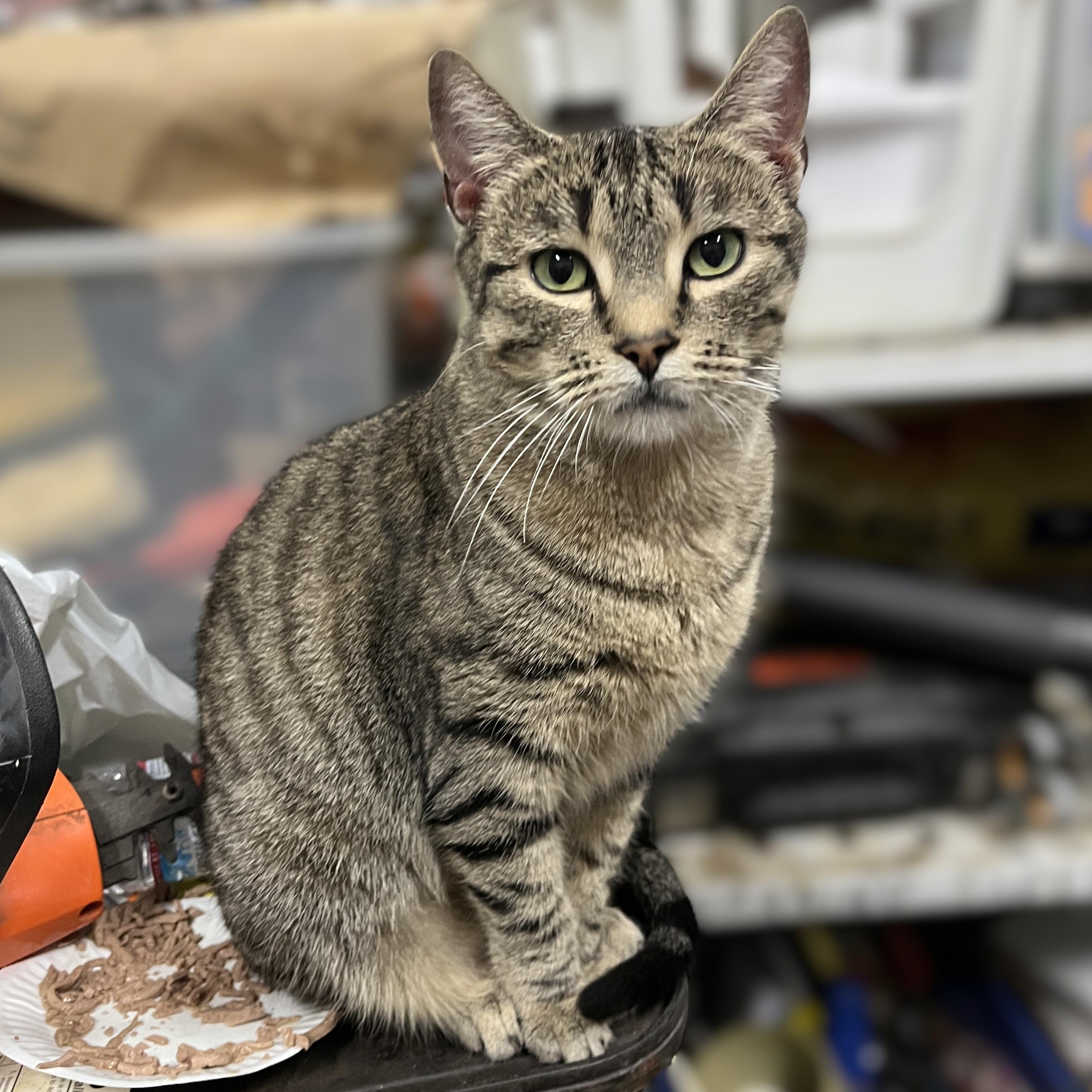 Lila, a Adoptable Domestic Short Hair in Shingletown, CA image 4/6