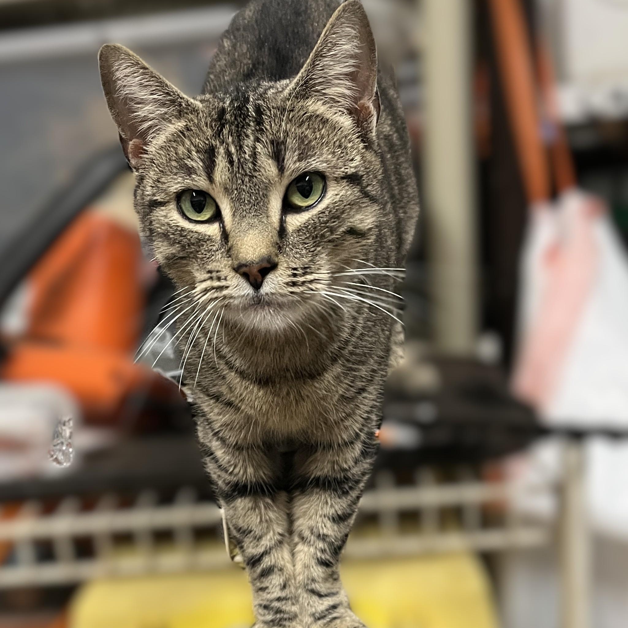 Lila, a Adoptable Domestic Short Hair in Shingletown, CA image 6/6