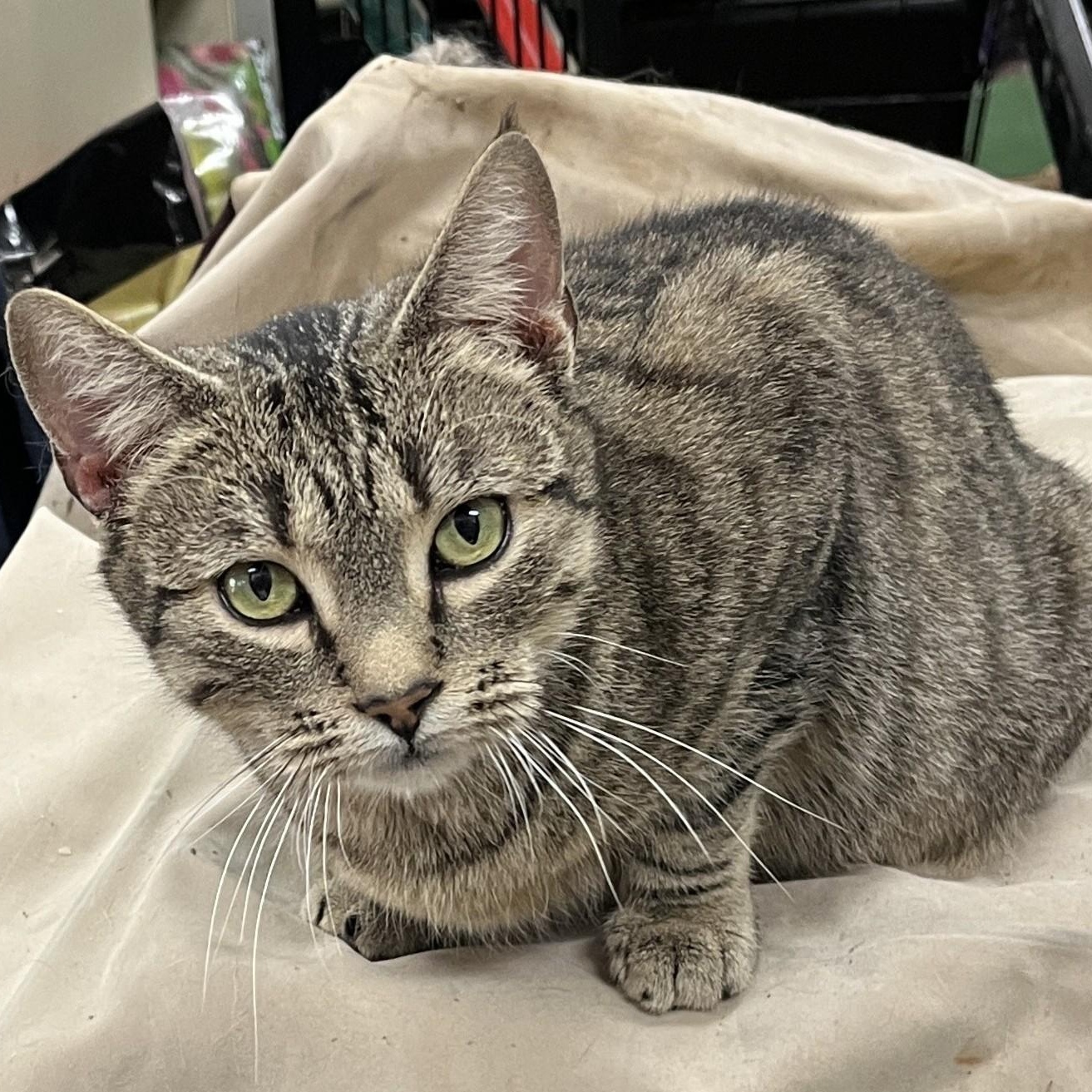 Lila, a Adoptable Domestic Short Hair in Shingletown, CA image 2/6