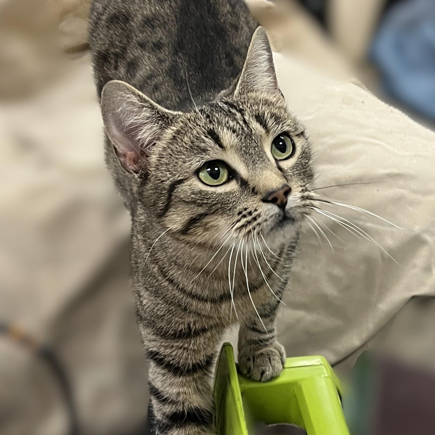 Lila, a Adoptable Domestic Short Hair in Shingletown, CA image 3/6