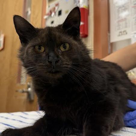 Enlarge Shark FIV+ $99, a Adoptable Domestic Medium Hair in Springfield, MA image 1/1