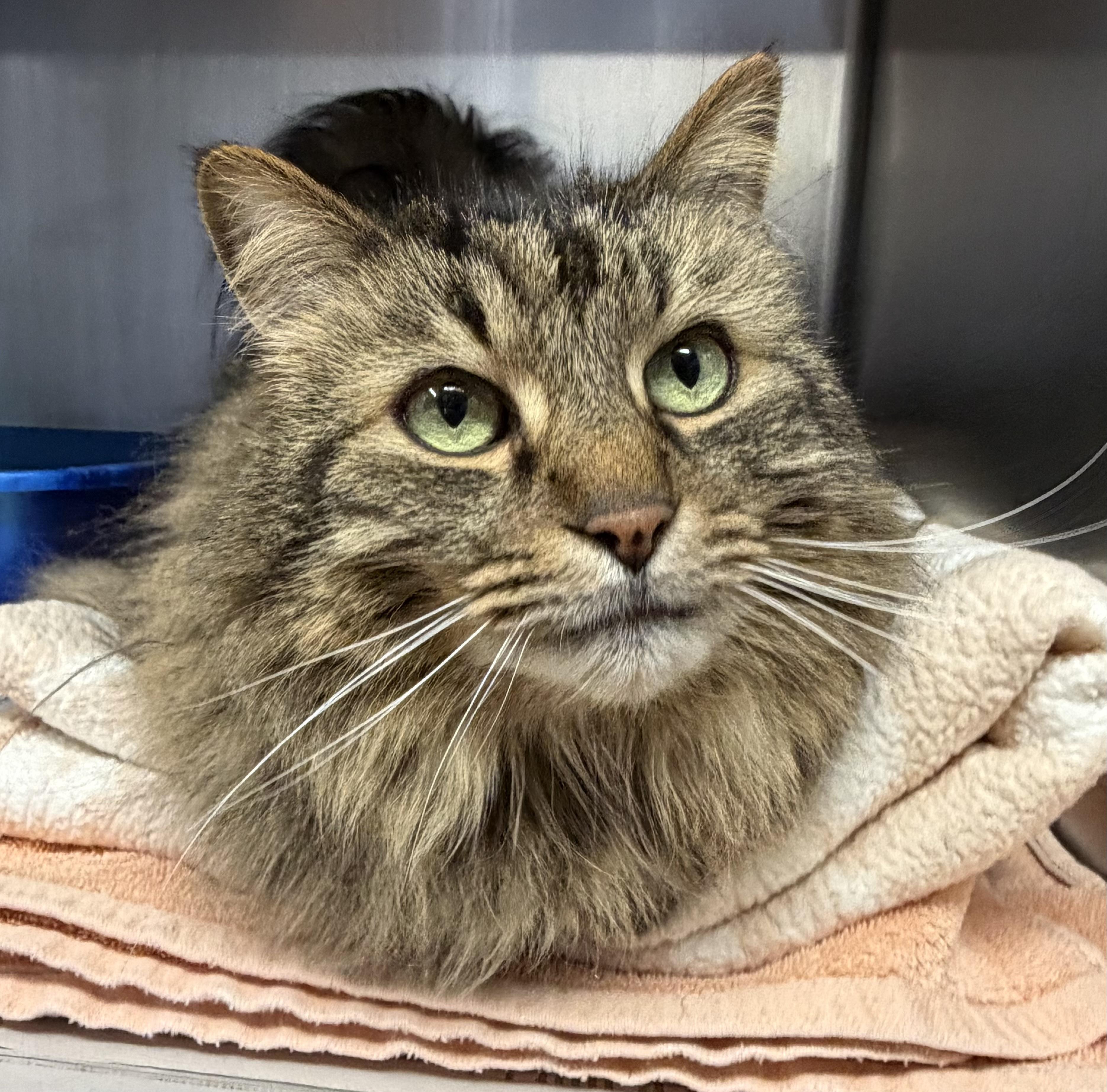 Wyatt, ADOPTABLE, Senior Male Domestic Long Hair.