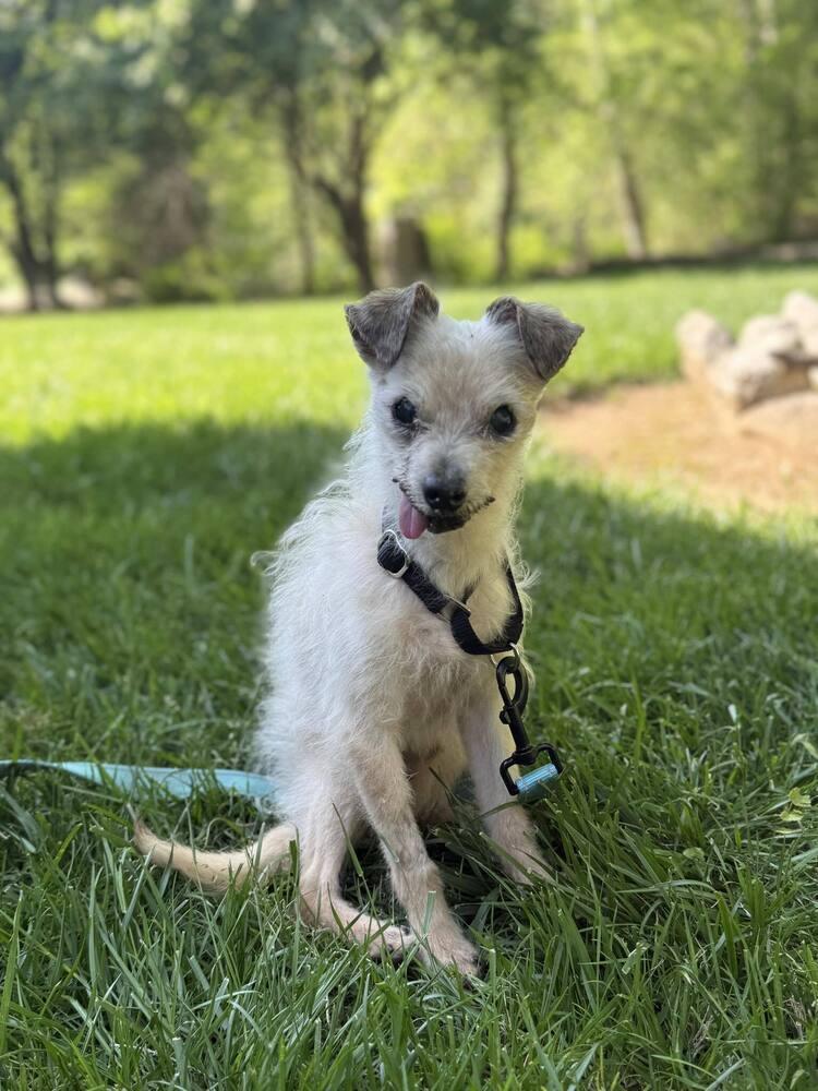 Pizza Roll, Adoptable, Senior Male Mixed Breed.