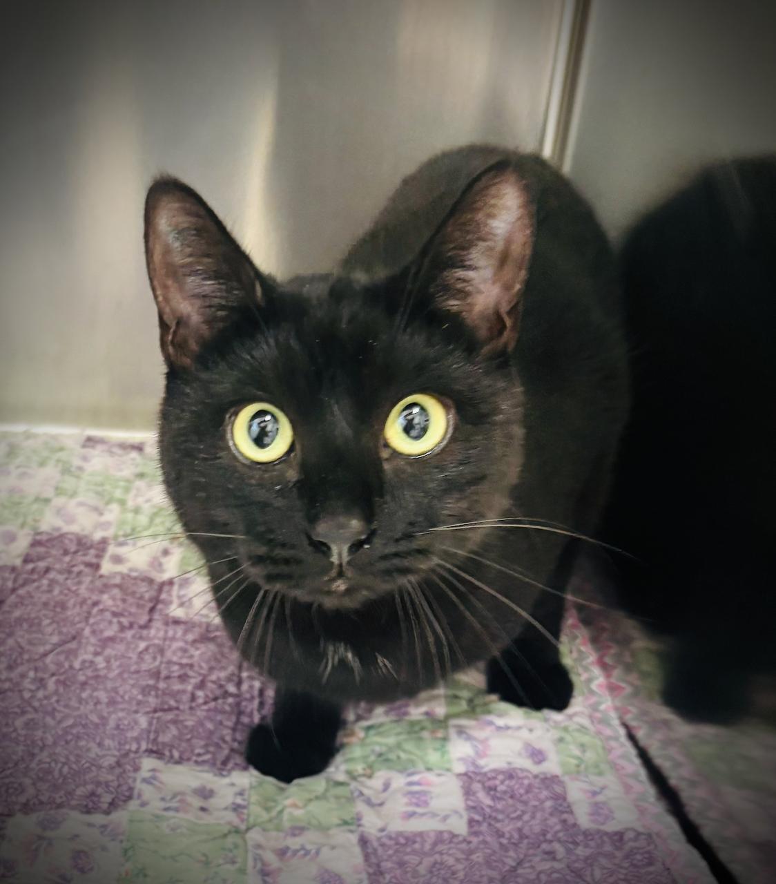 Squid, adopted, Adult Male Domestic Short Hair.