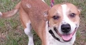 Enlarge Casey, a Adoptable mixed breed in Ridgeland, SC image 1/1