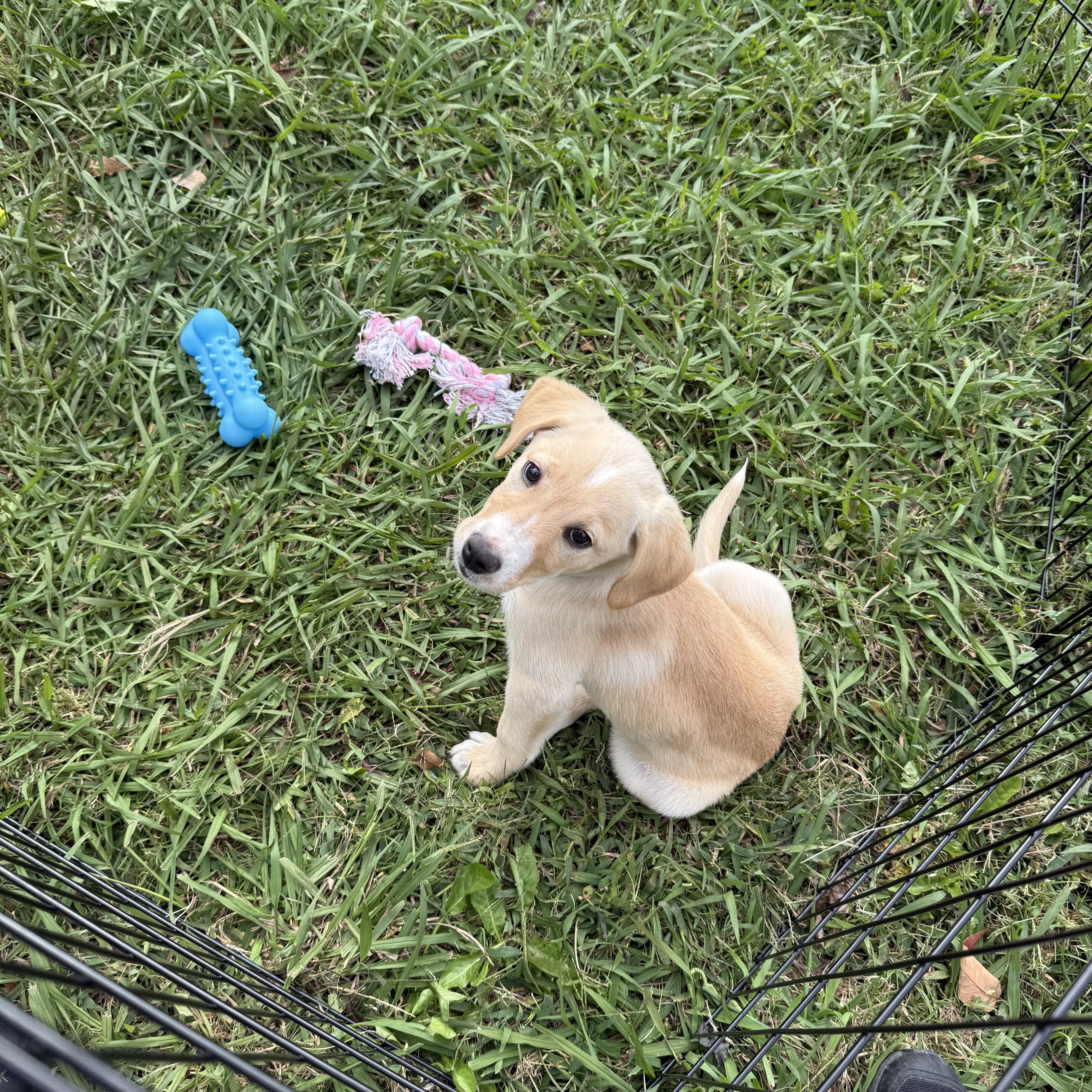 Frankie