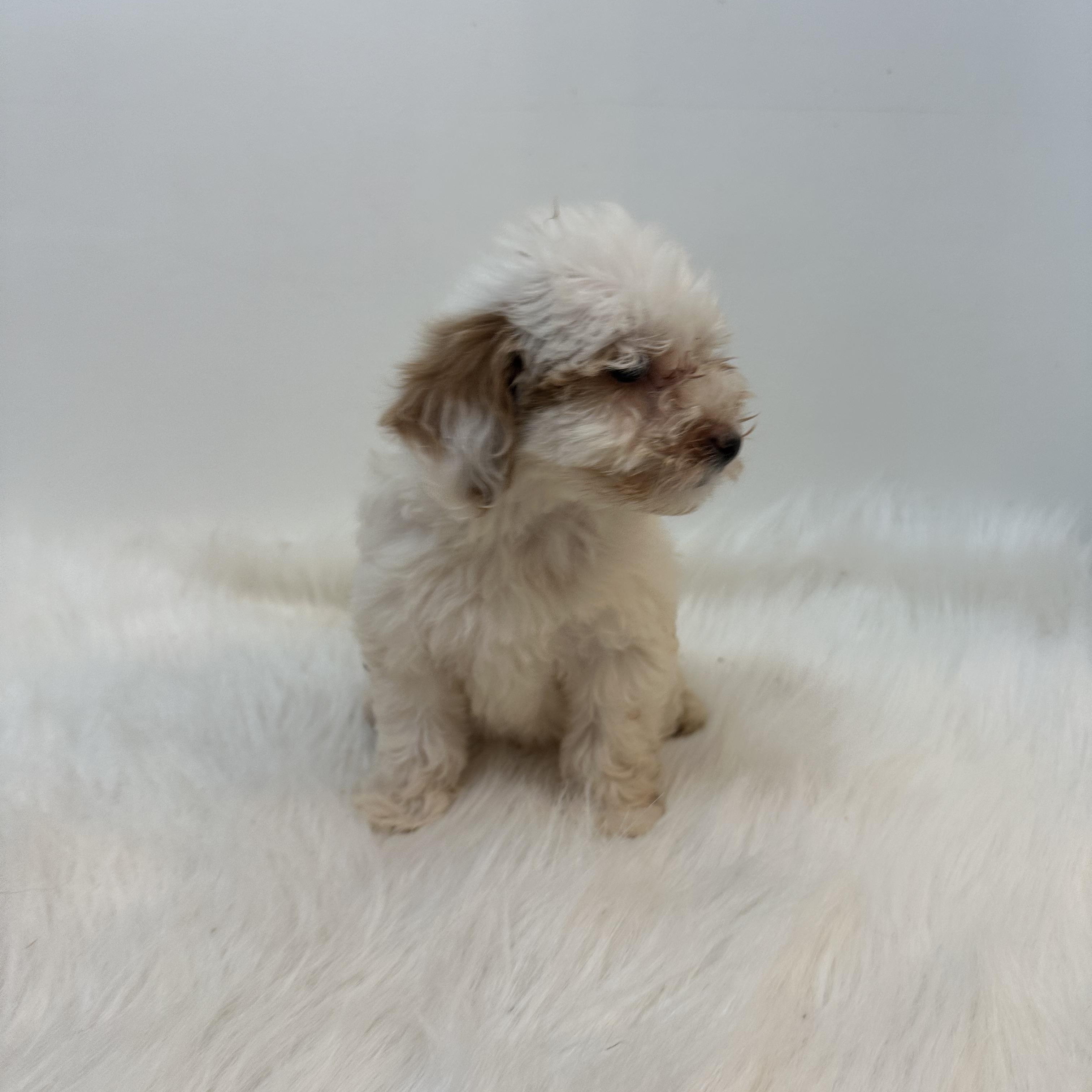 Gidget, Baby Male unknown