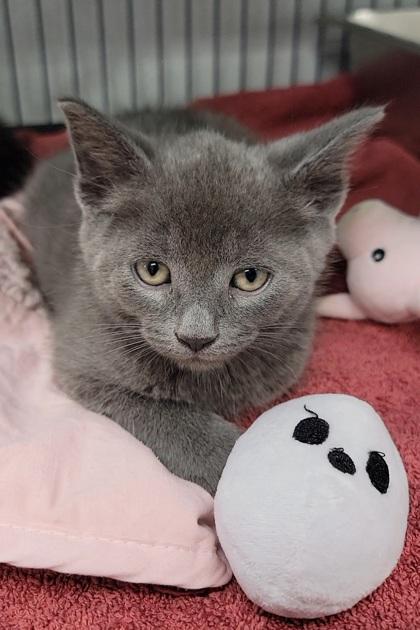 Popsicle, Adoptable, Kitten Male Domestic Short Hair & Domestic Short Hair.