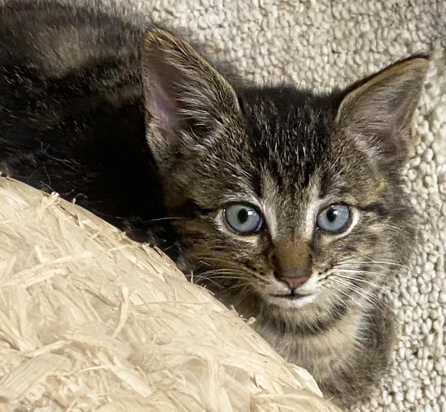 Pepsi, Adoptable, Kitten Male Domestic Short Hair.