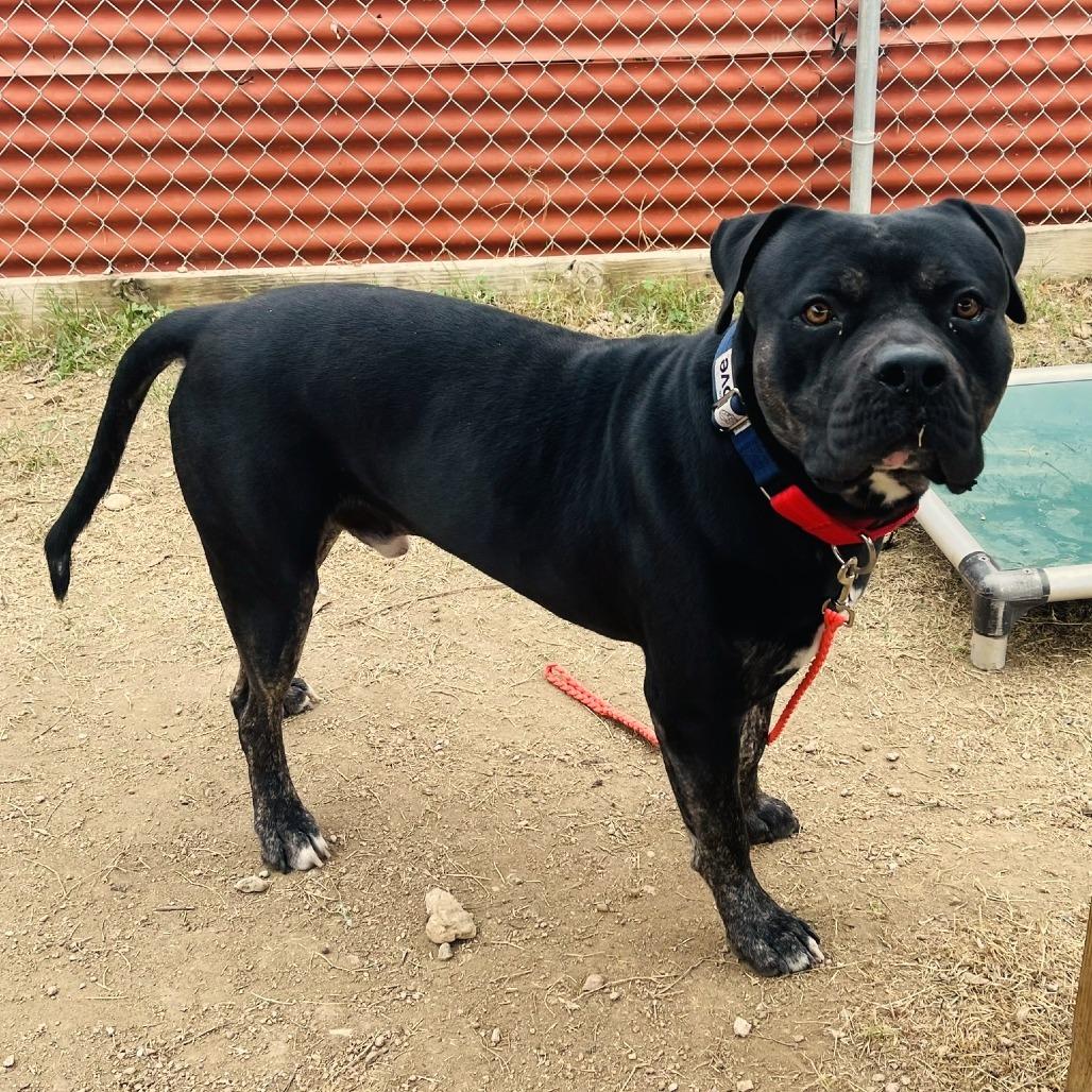 Remington thumbnail 3