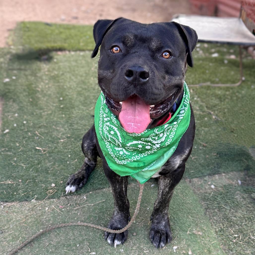 Remington thumbnail 4