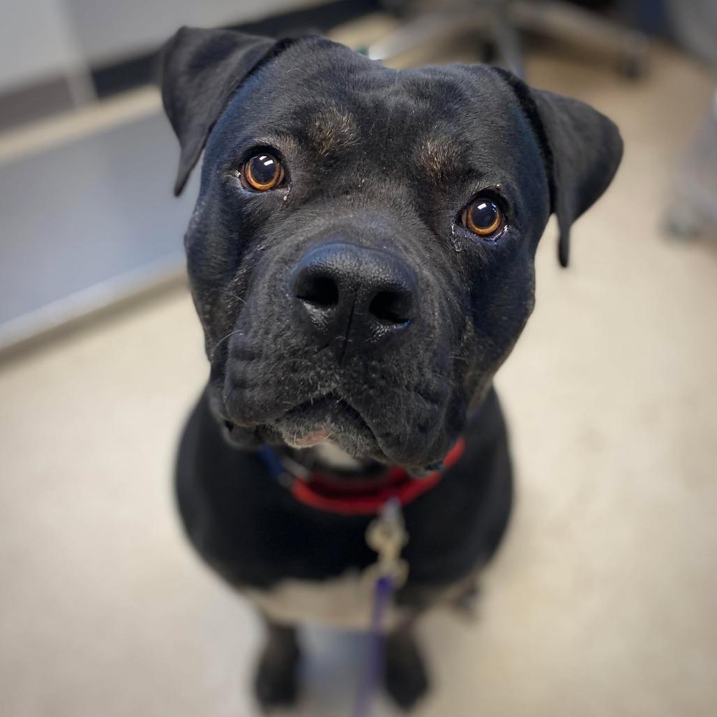 Remington thumbnail 5