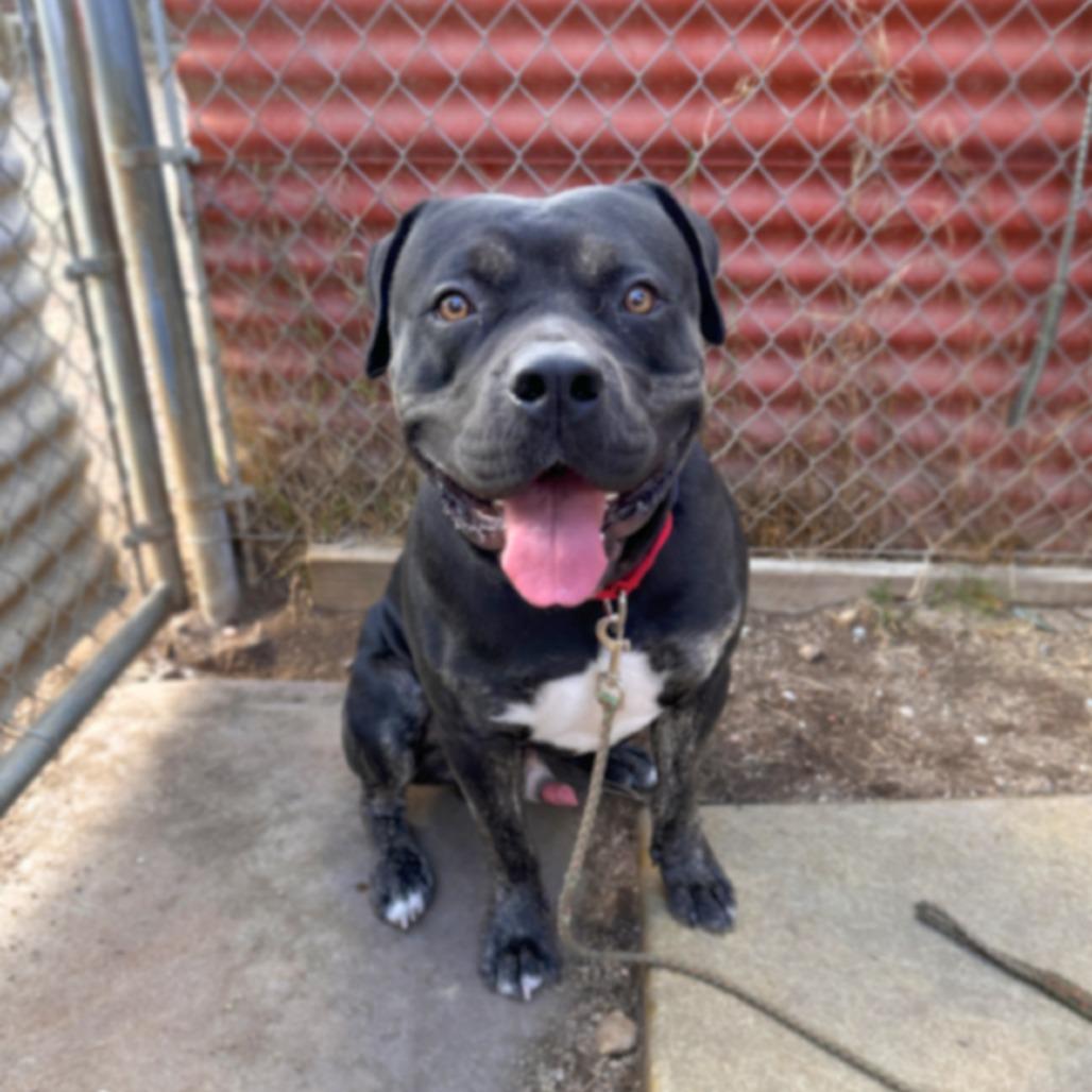 Remington thumbnail 6