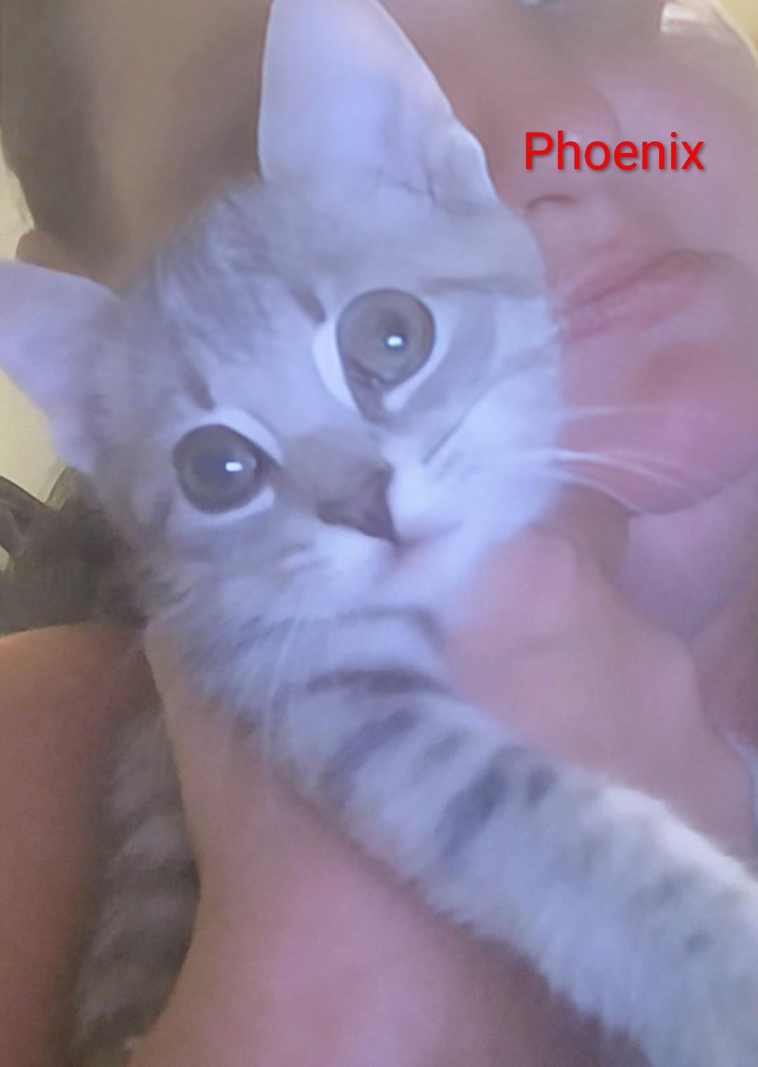 Enlarge Phoenix, a Adopted mixed breed in Fair Oaks, IN image 1/2