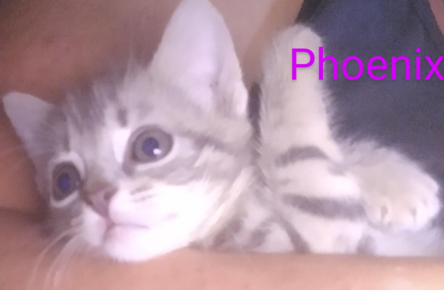 Enlarge Phoenix, a Adopted mixed breed in Fair Oaks, IN image 2/2