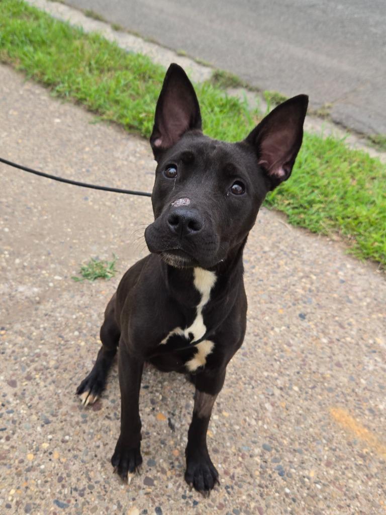 Enlarge Ocean, a ADOPTABLE Pit Bull Terrier in Trenton, NJ image 1/1